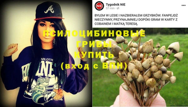 прущие грибы Абинск